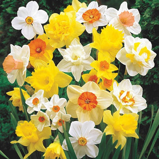 Mixed Daffodil Super Sak Seeds